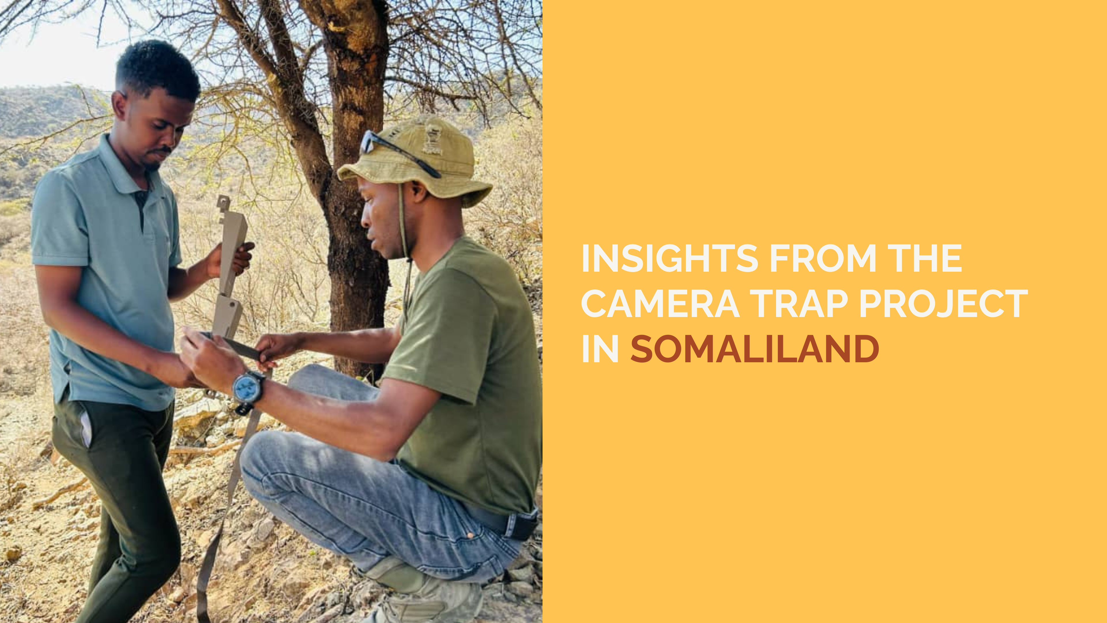 Unveiling Somaliland’s Wildlife: Insights from the Camera Trap Project