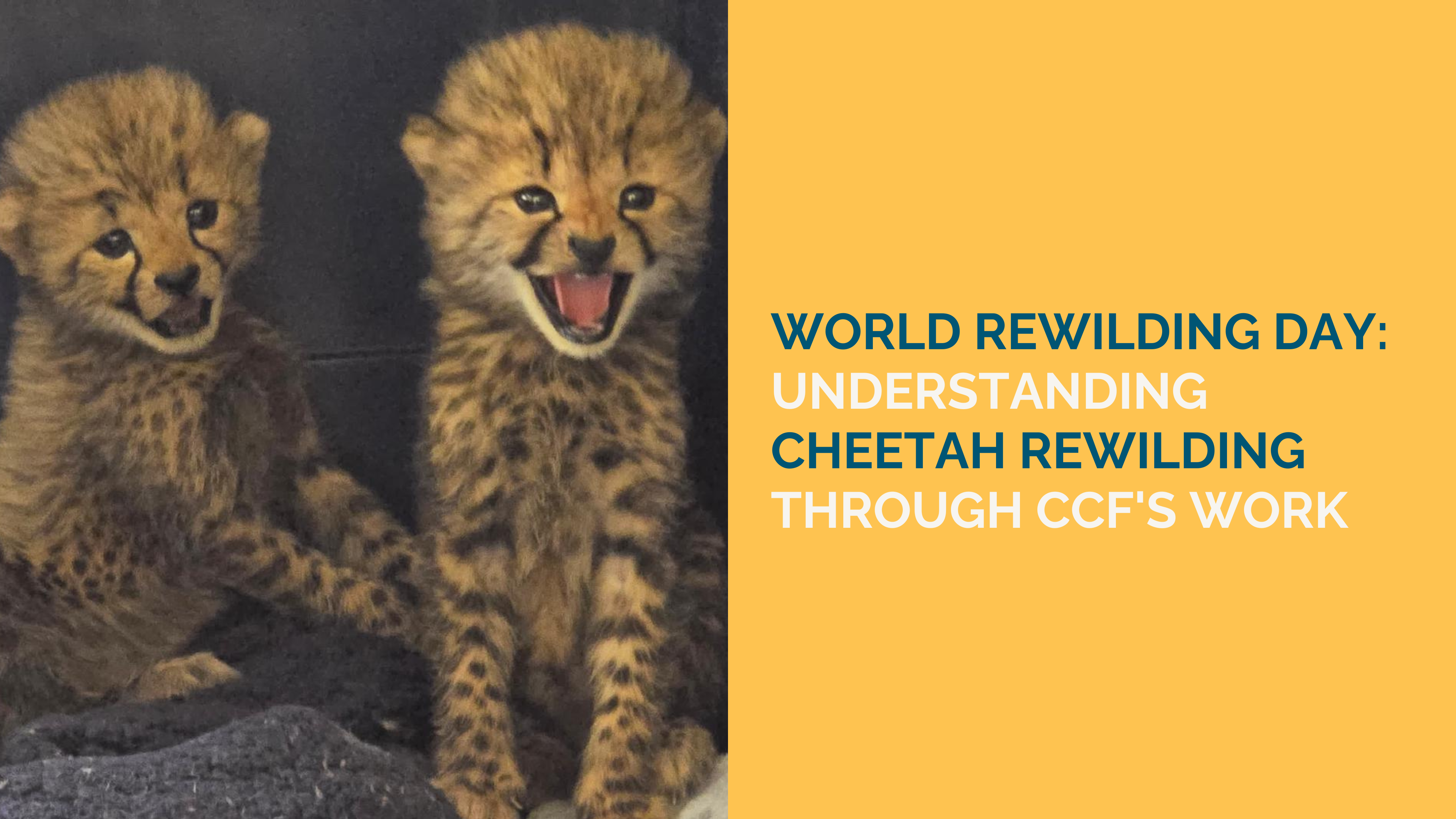 Global Rewilding Day: Understanding Cheetah Rewilding Through CCF’s Work