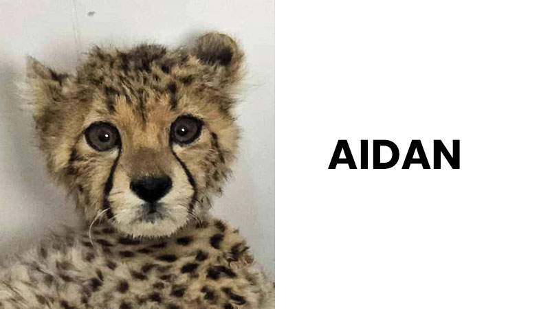 Aidan, seen here at the back of the group, was one of 10 cubs recently rescued from the Illegal Wildlife Trade and brought to the Cheetah Rescue and Conservation Centre (CRCC) at CCF Somaliland in August 2025. 