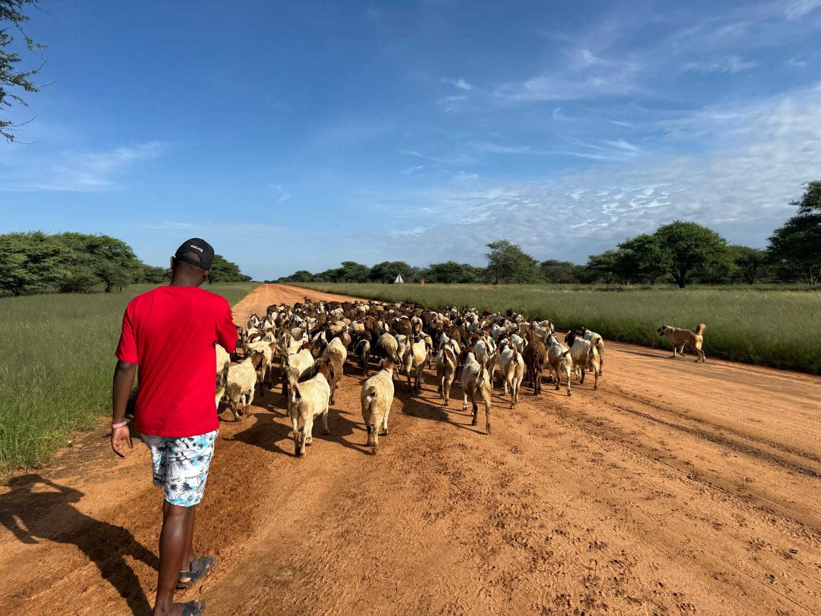 Livestock Guarding Dogs – Reducing Human-Wildlife Conflict