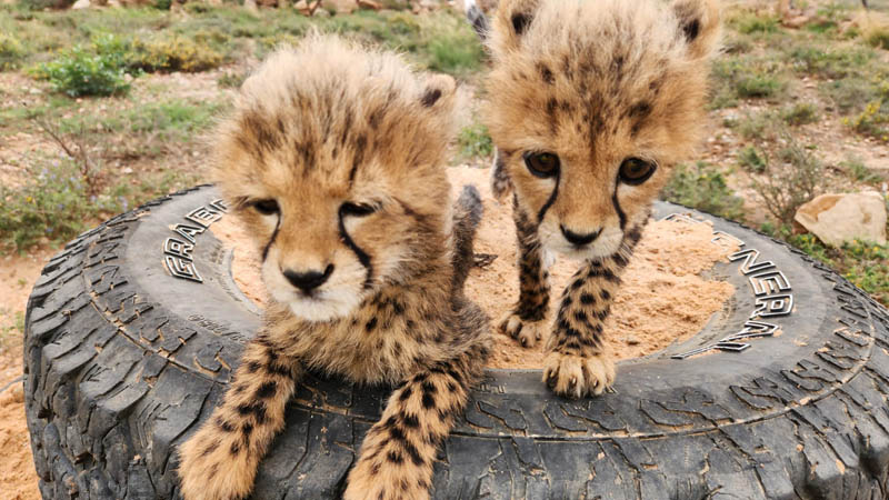 Combating the Illegal Wildlife Trade – A better world for cheetah cubs