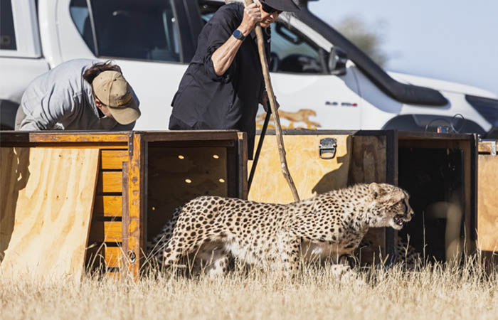 Rewilding: Help Cheetahs Run Wild!