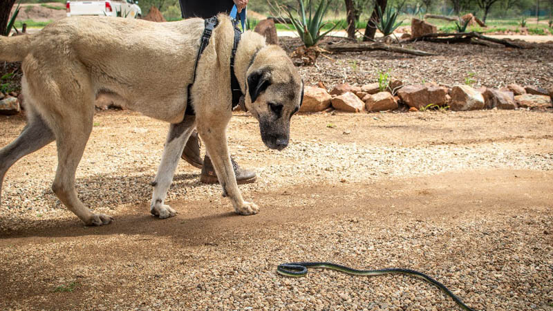Snake Aversion Training Programme