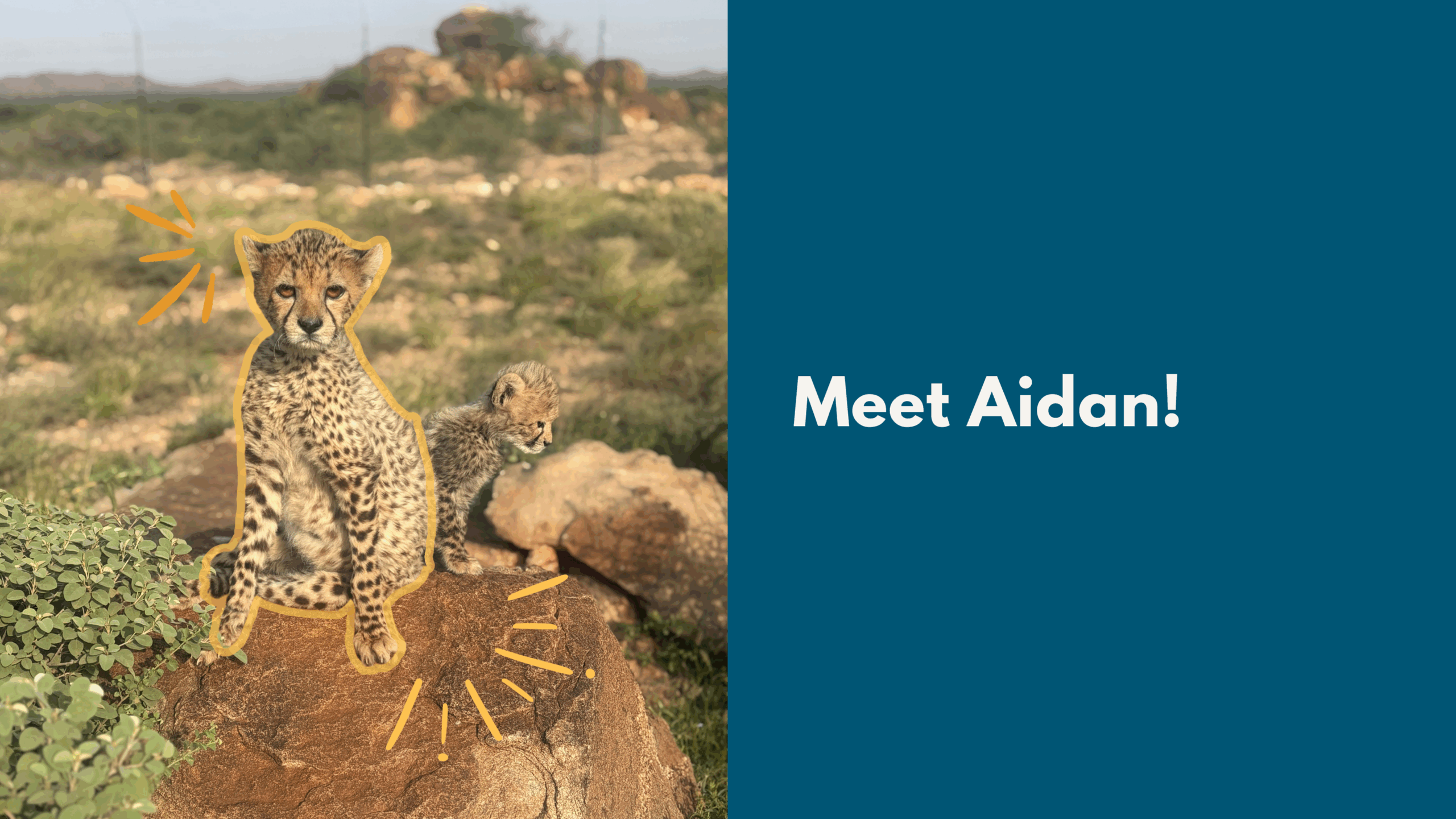 Get to Know Aidan’s Story: From Rescue to Hope
