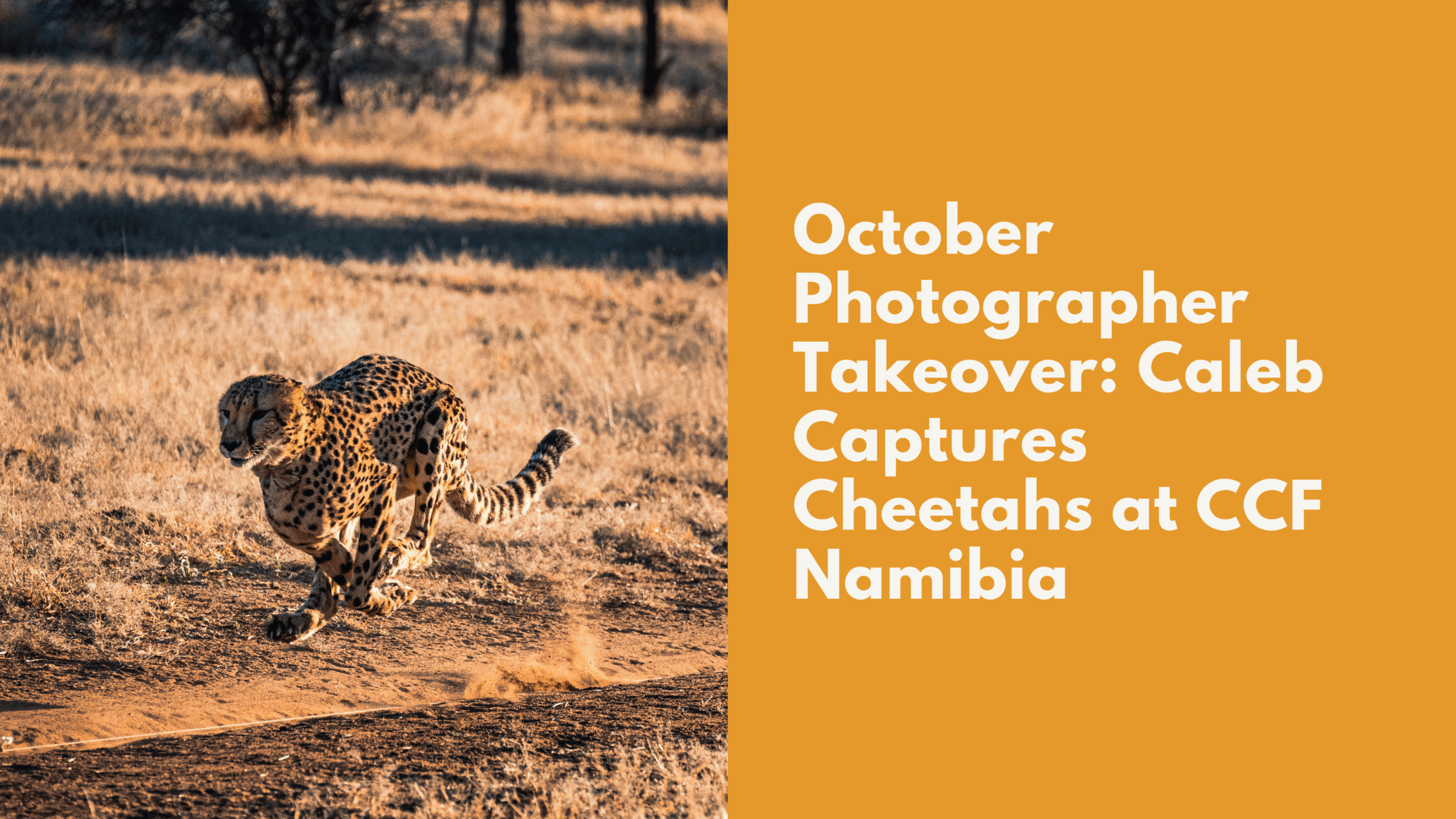 October Photographer Takeover: Caleb  Captures Cheetahs at CCF Namibia