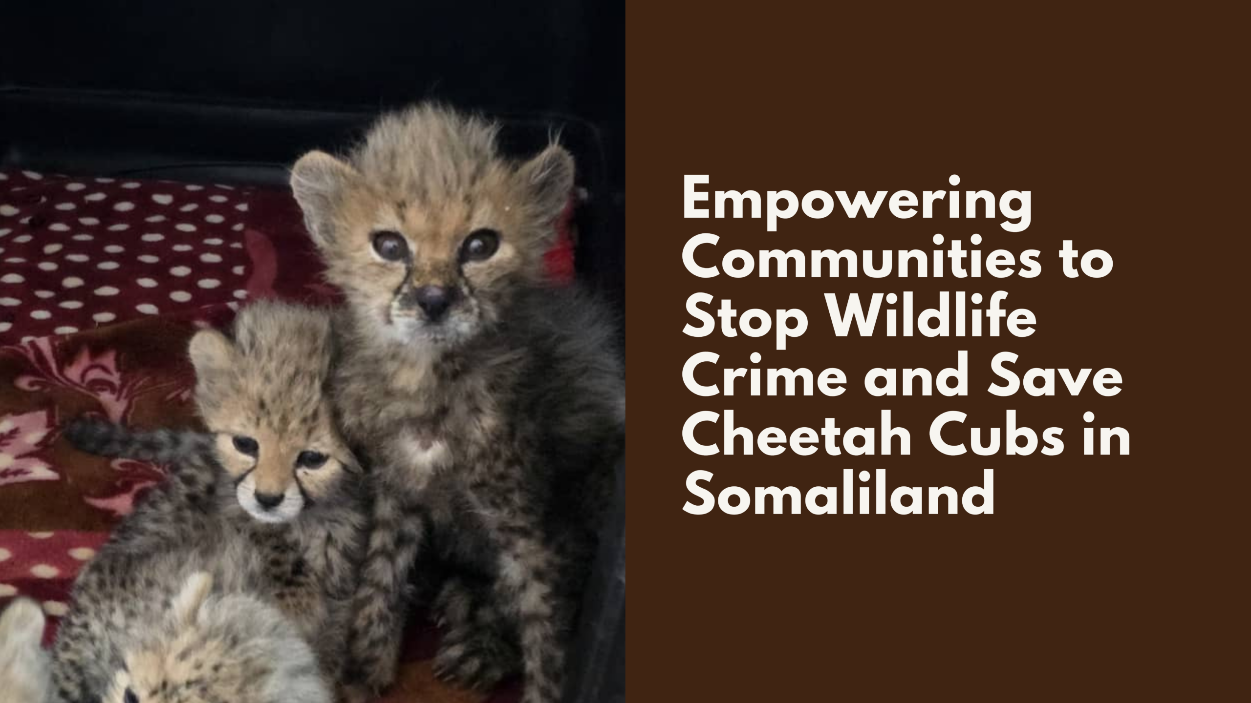 Empowering Communities to Stop Wildlife Crime and Save Cheetah Cubs in Somaliland