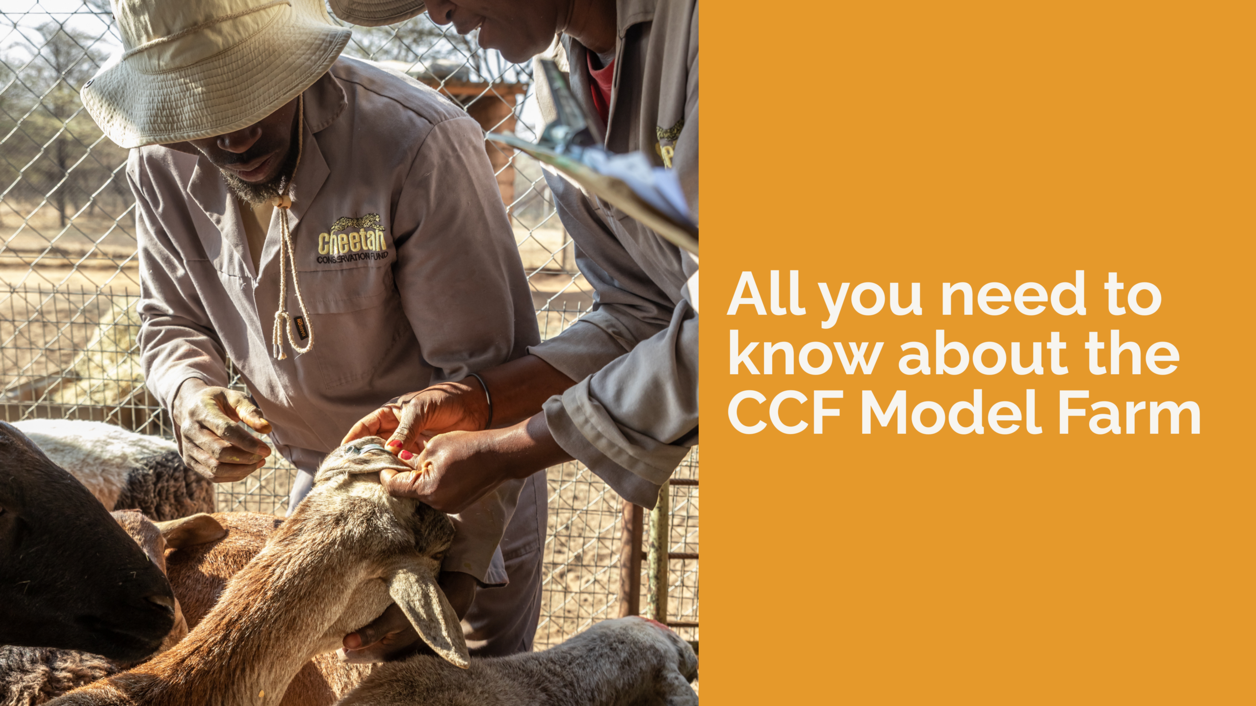 All You Need to Know About the CCF Model Farm