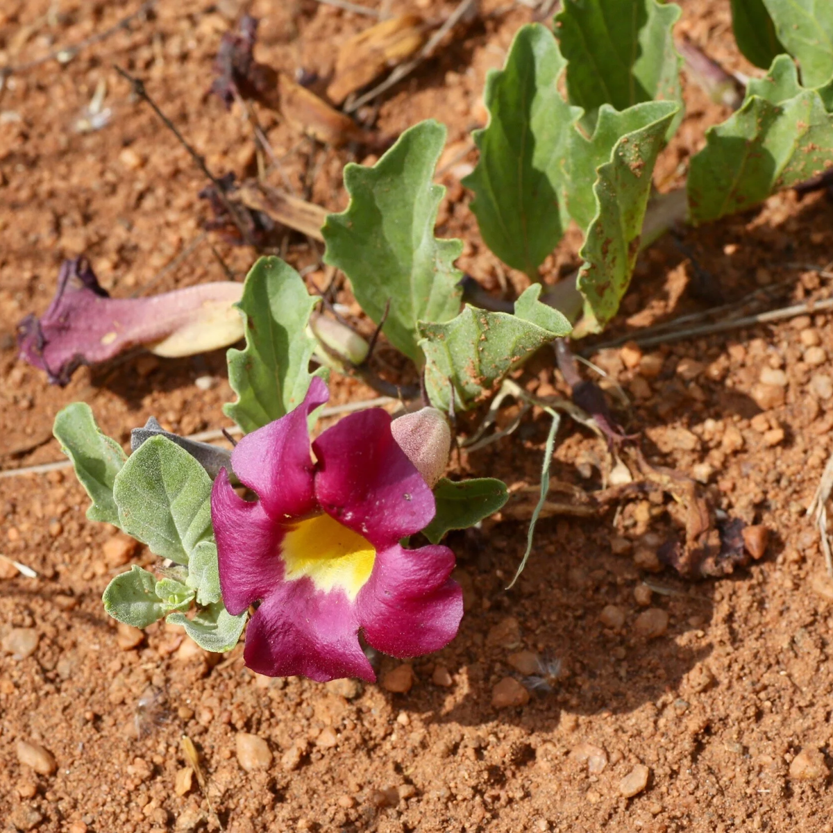 Devil’s Claw (Harpagophytum procumbens)