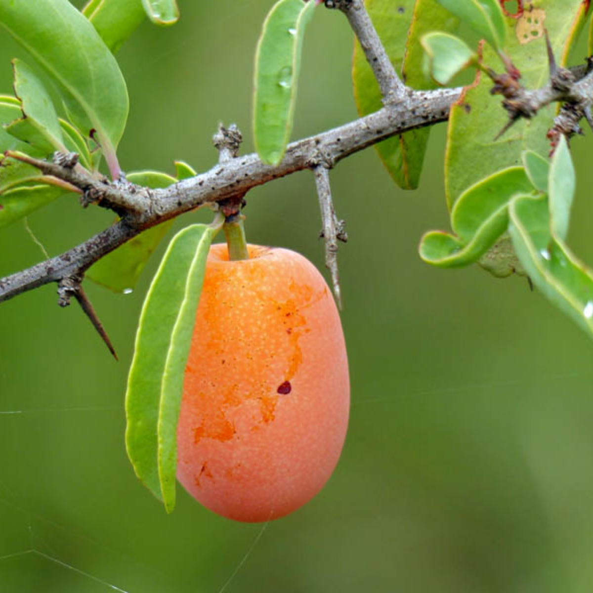 Sour Plum (Ximenia americana)