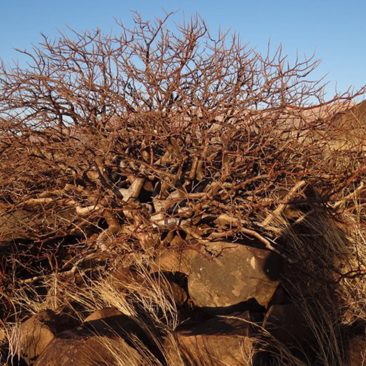 Omumbiri (Commiphora wildii)