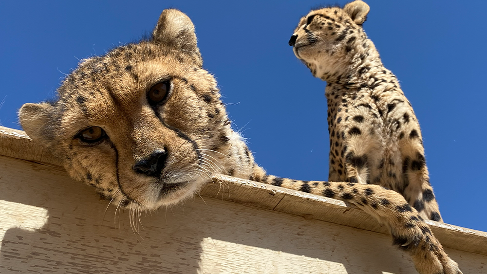 Built for This –  What ten years of donor support built in Somaliland