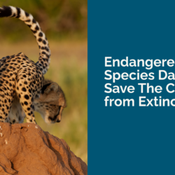 Endangered Species Day: Why Save The Cheetah from Extinction?