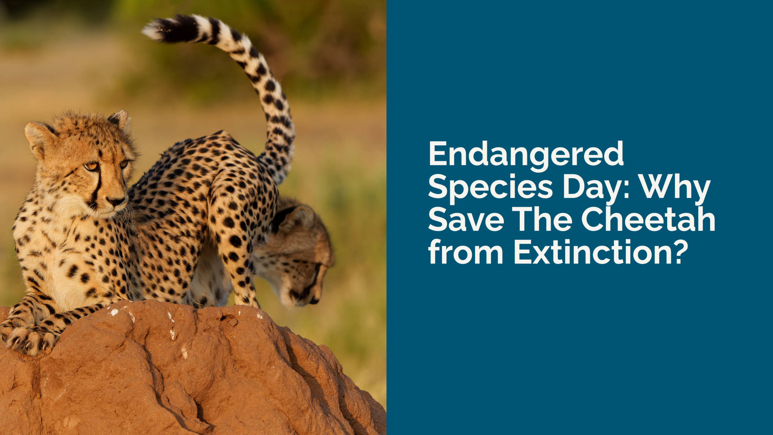 Endangered Species Day: Why Save The Cheetah from Extinction?