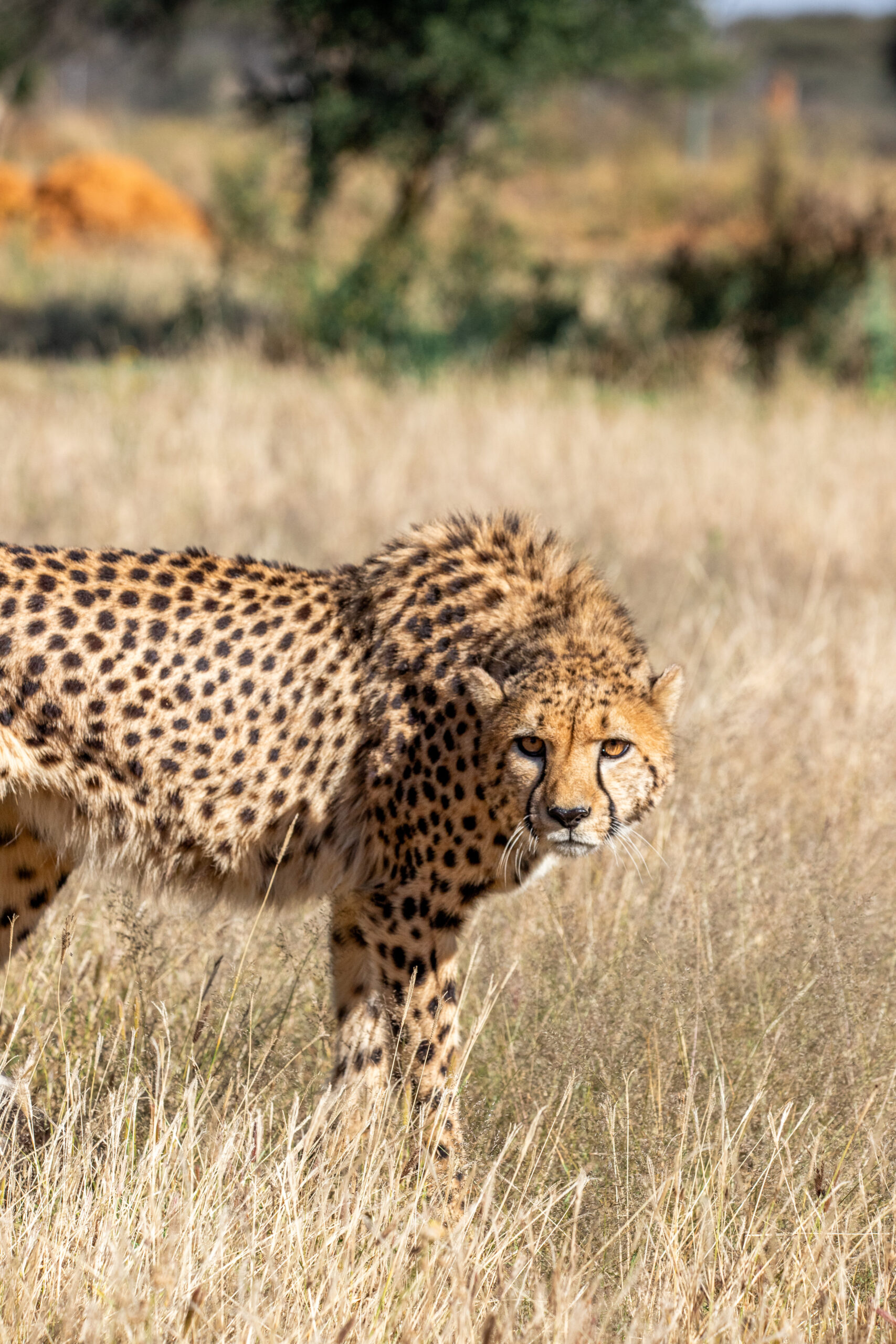 cheetah in the wild