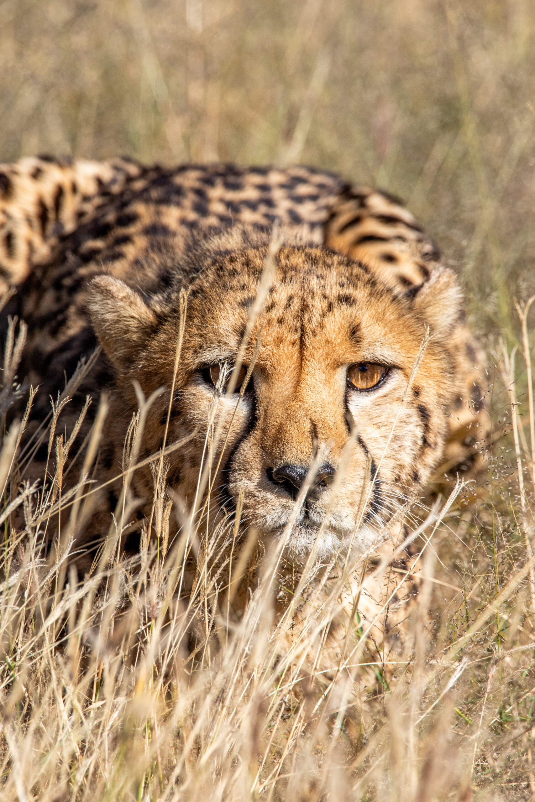 cheetah in the wild