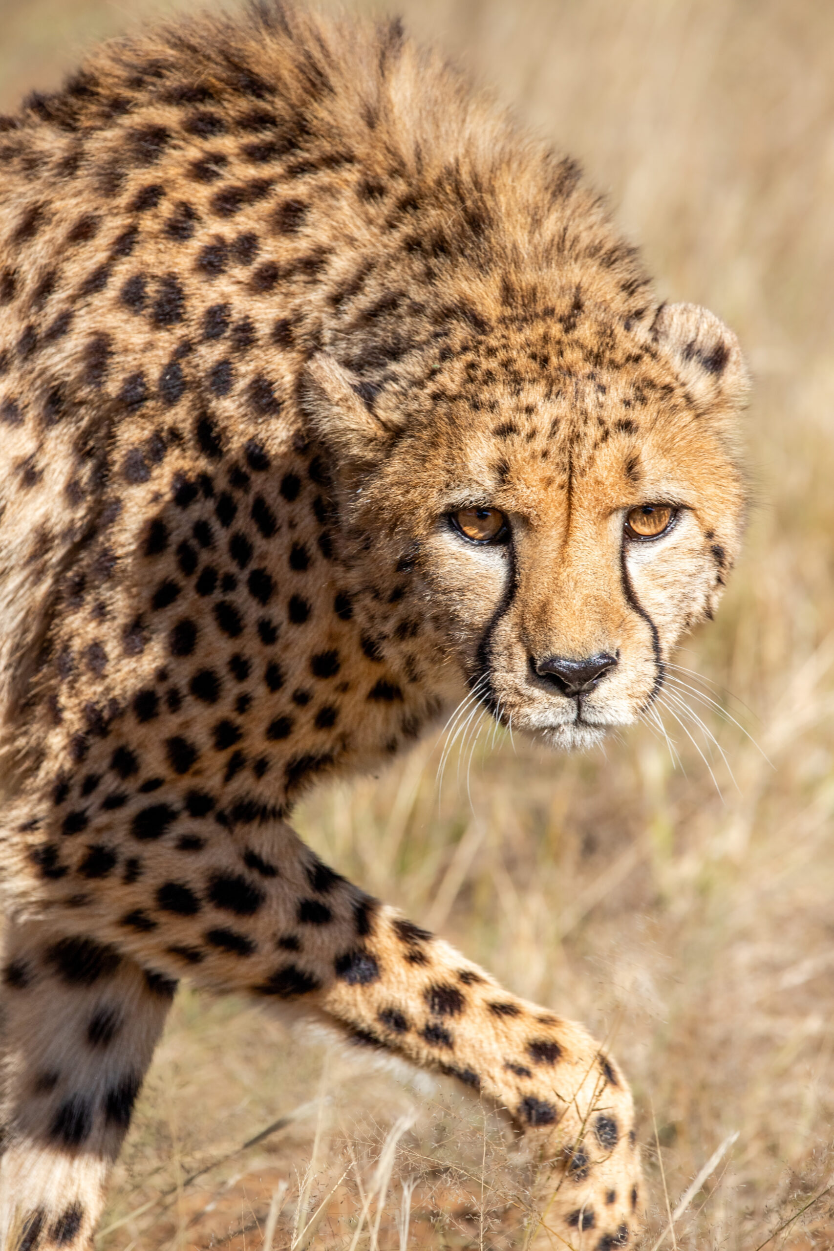 cheetah in the wild