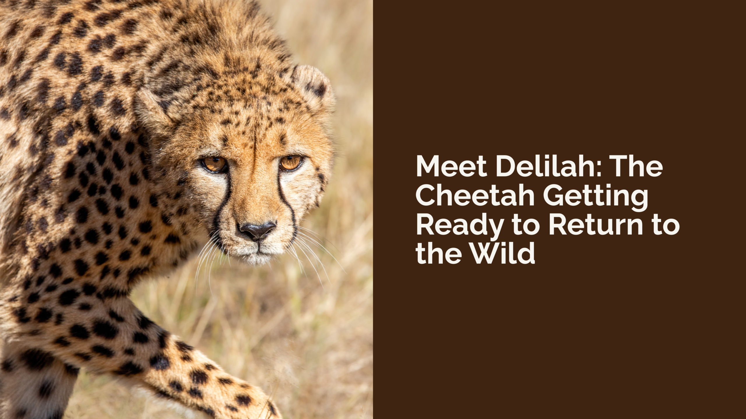 Meet Delilah: The Cheetah Getting Ready to Return to the Wild
