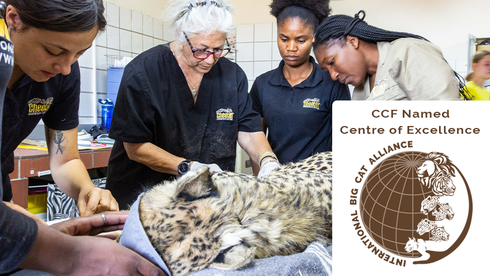 A Global Home for Cheetahs: CCF Named Centre of Excellence for Cheetah Conservation
