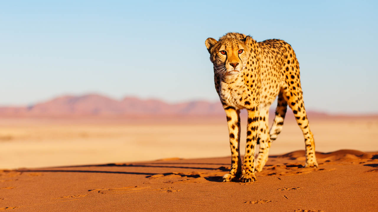 A stark reminder of just how fragile wild cheetah populations really are