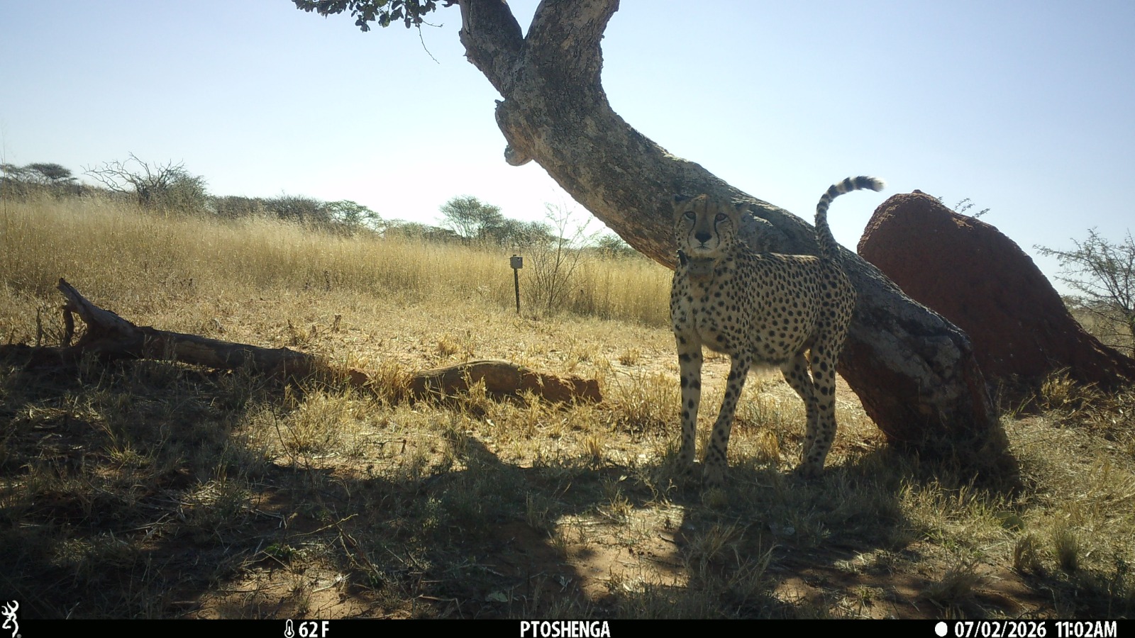 cheetah photo taken by a camera trap