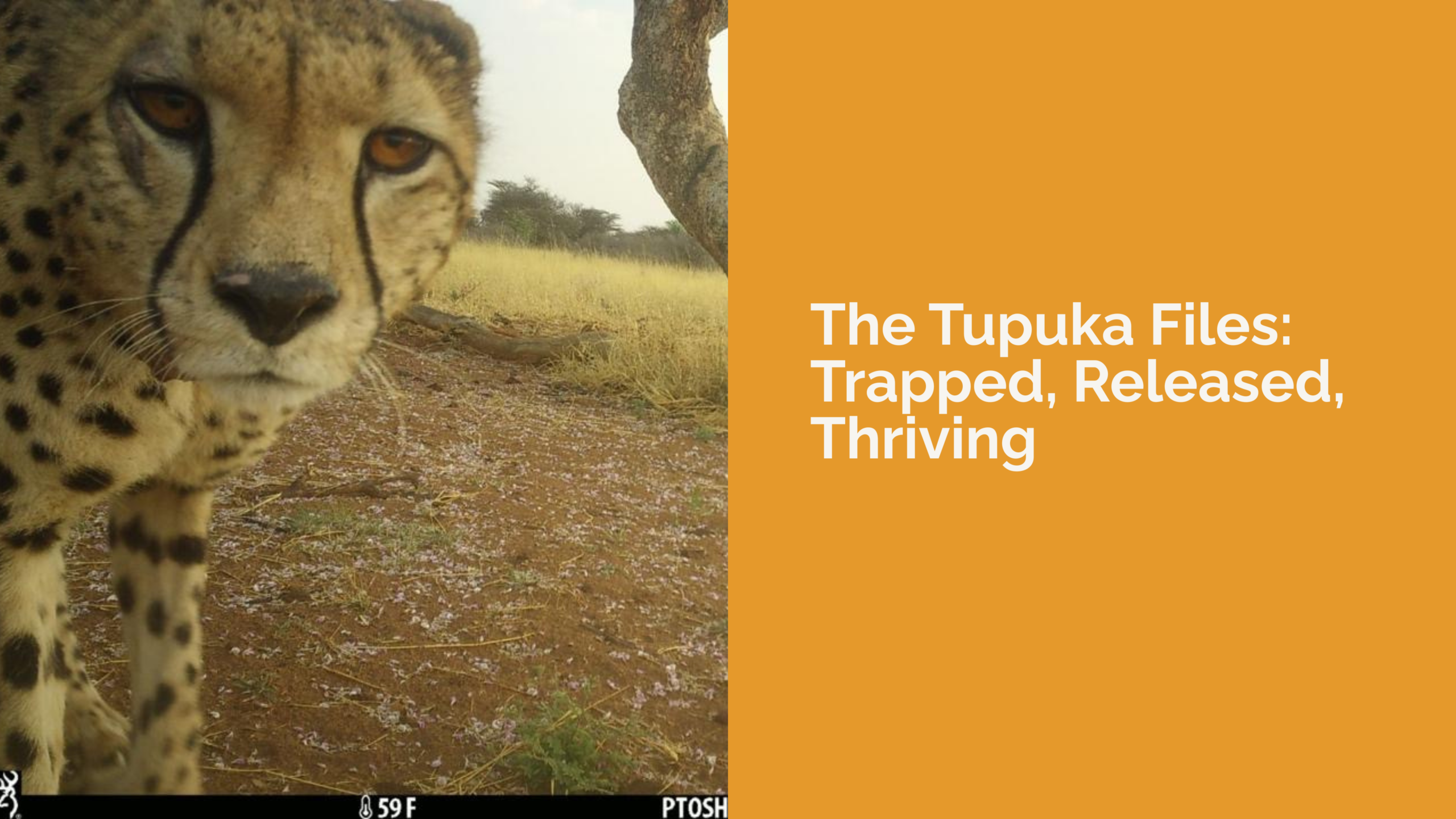 The Tupuka Files: Trapped, Released, Thriving