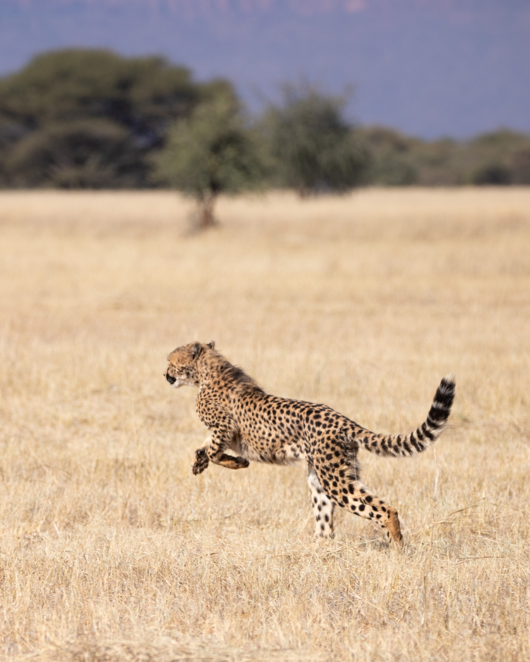 cheetah release in namibia