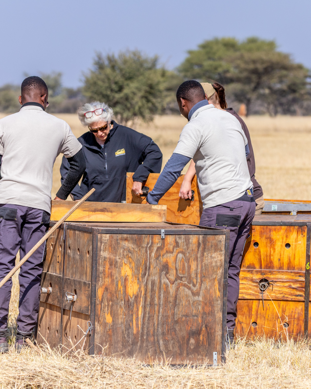 cheetah release in namibia