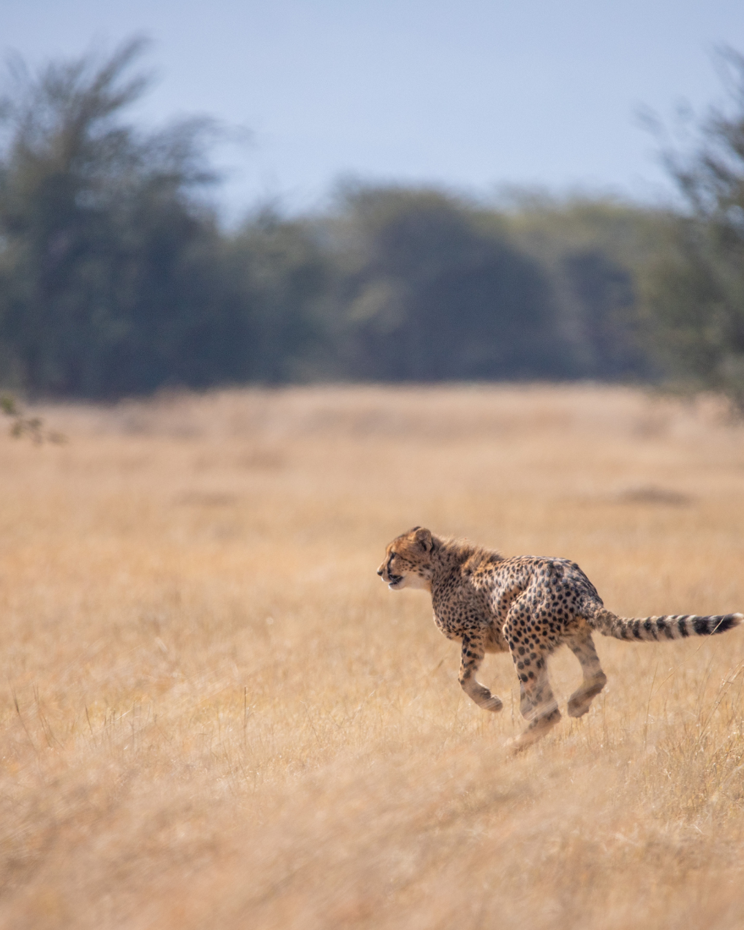 cheetah release in namibia
