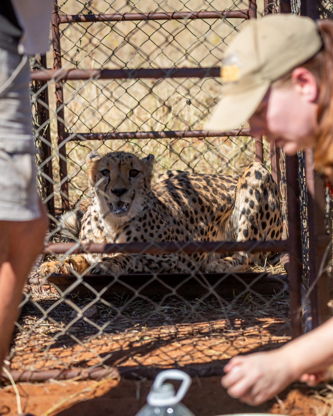 cheetah release in namibia