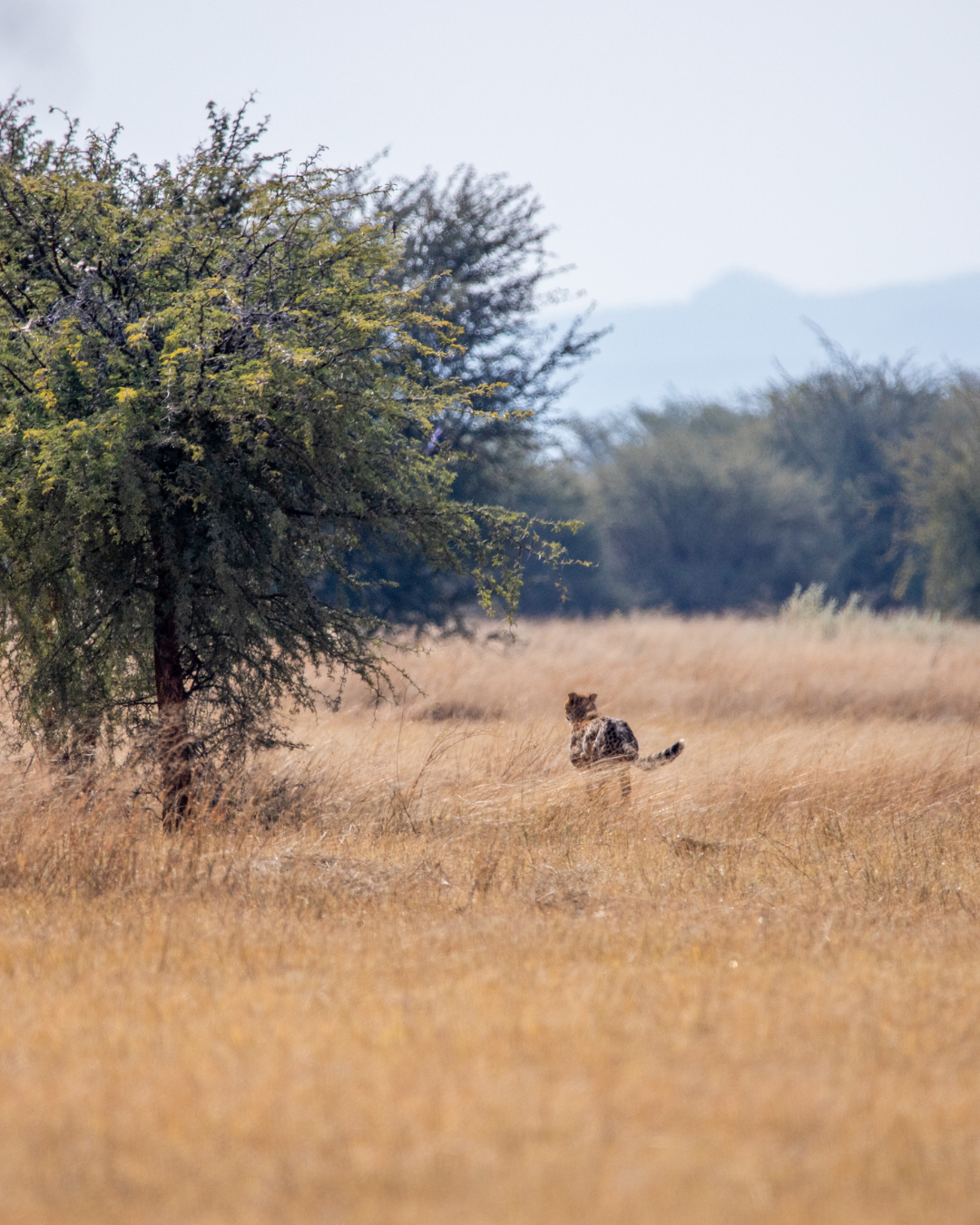 cheetah release in namibia