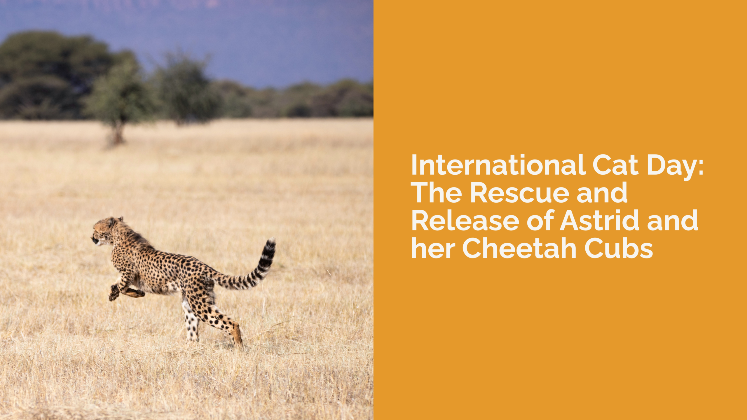 International Cat Day: The Rescue and Release of Astrid and her Cheetah Cubs