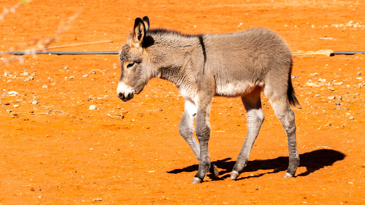 Guardian Donkeys: Could they help reduce human-wildlife conflict?