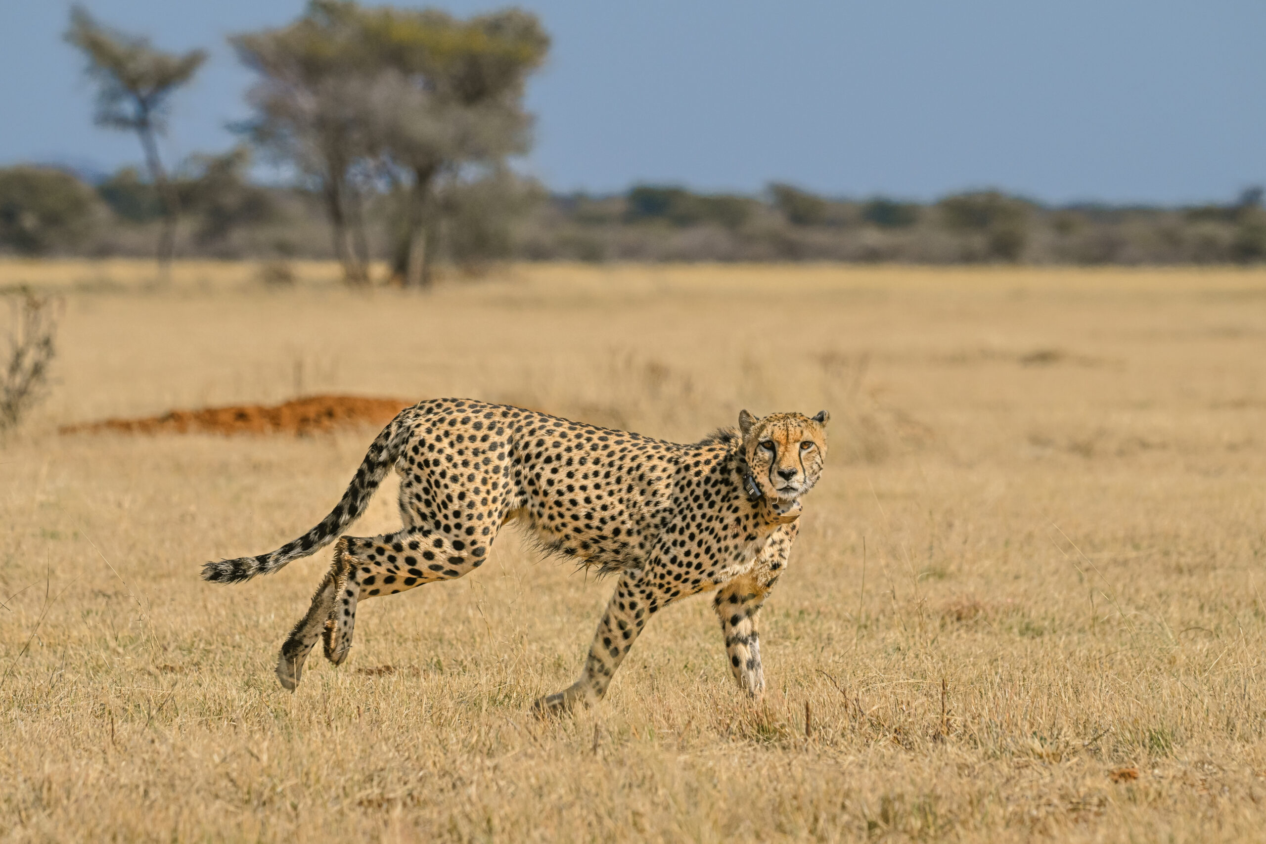 Cheetah being released in the wild Namibia