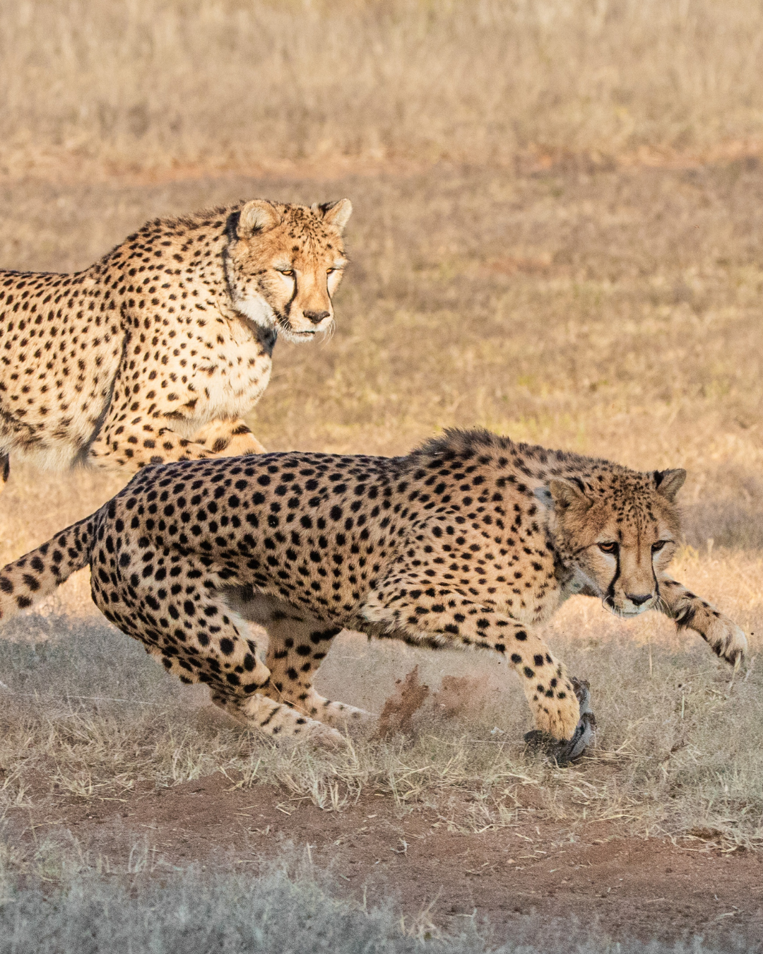 cheetahs running at the cheetah conservation fund