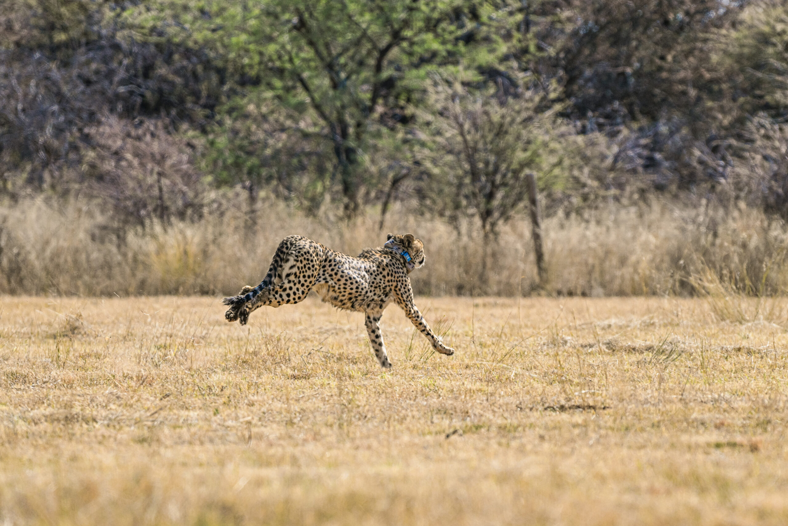 Cheetah being released in the wild Namibia