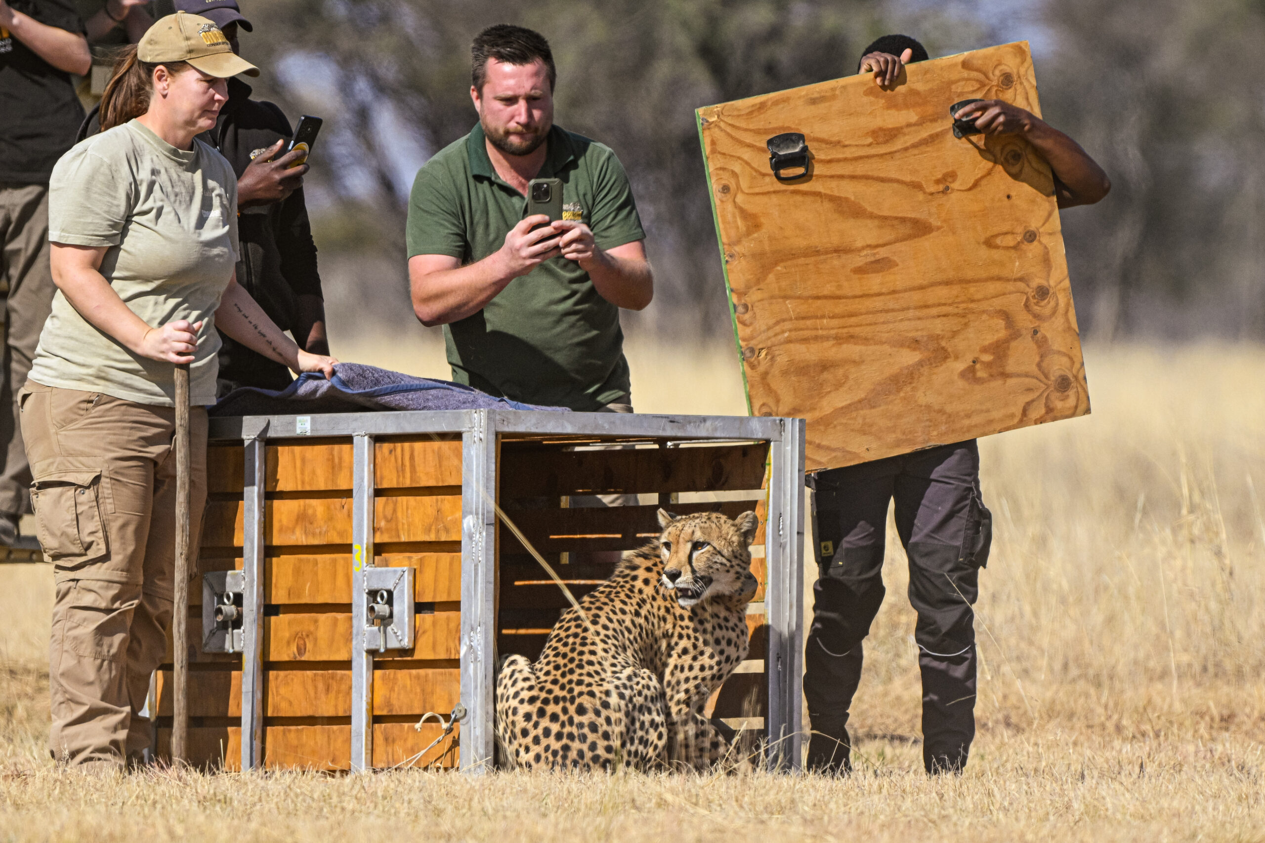 Cheetah being released in the wild Namibia
