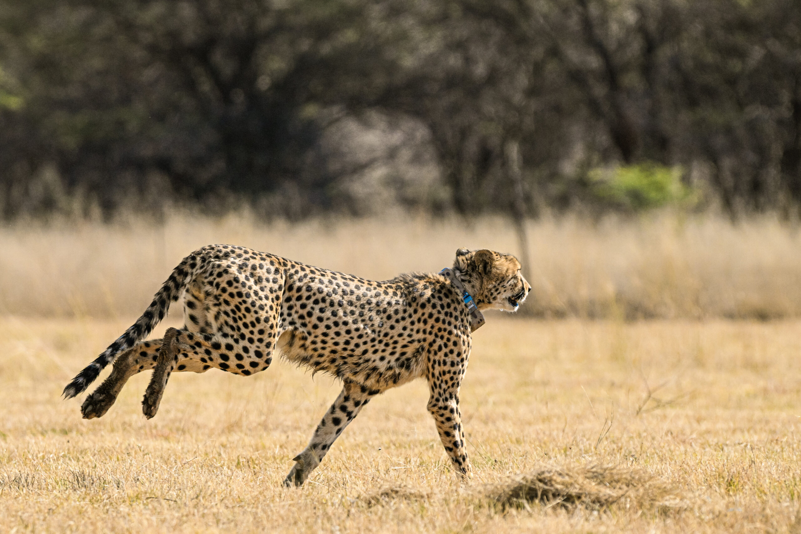 Cheetah being released in the wild Namibia
