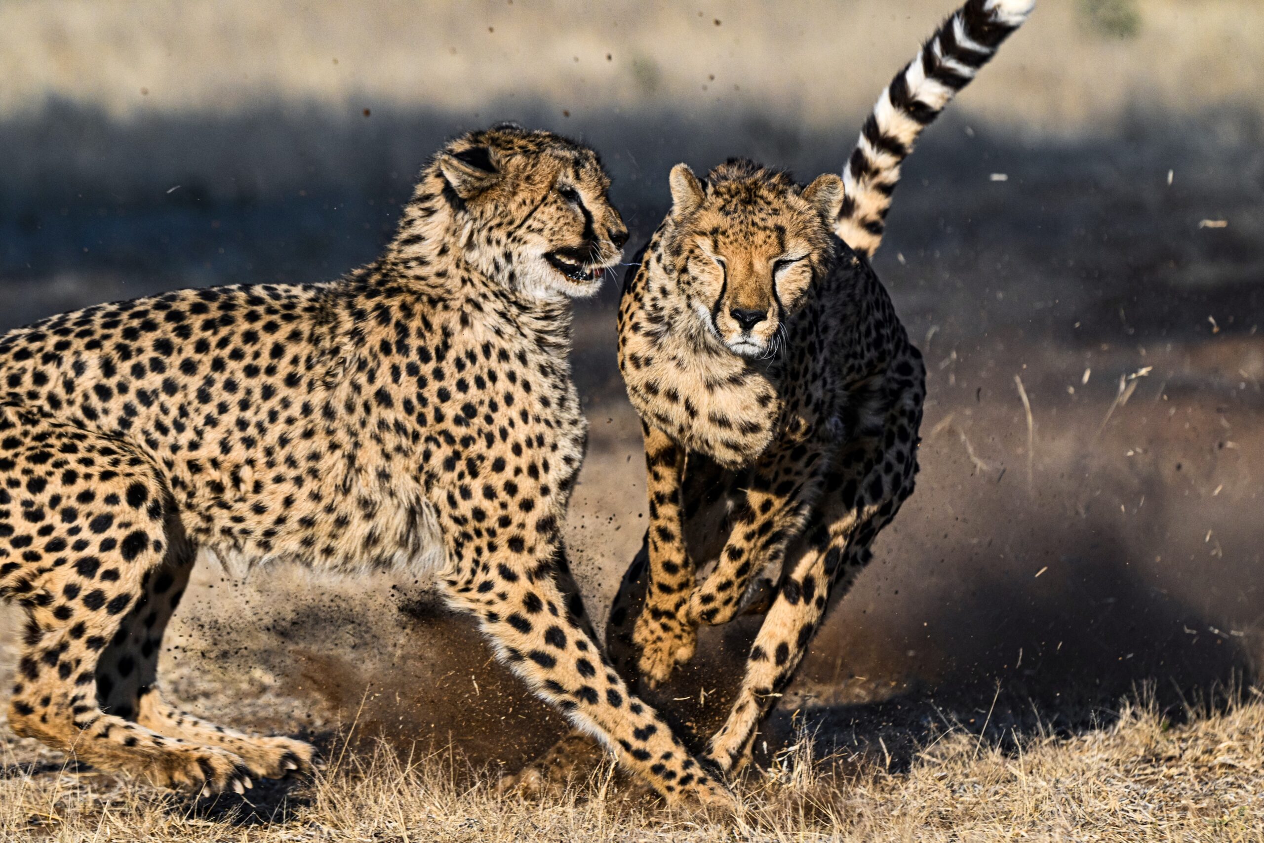 cheetahs running in Namibia