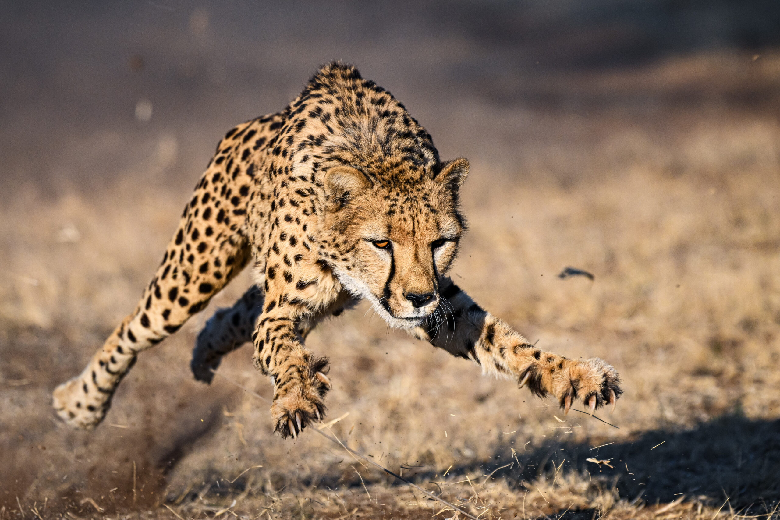 Cheetah catching a prey