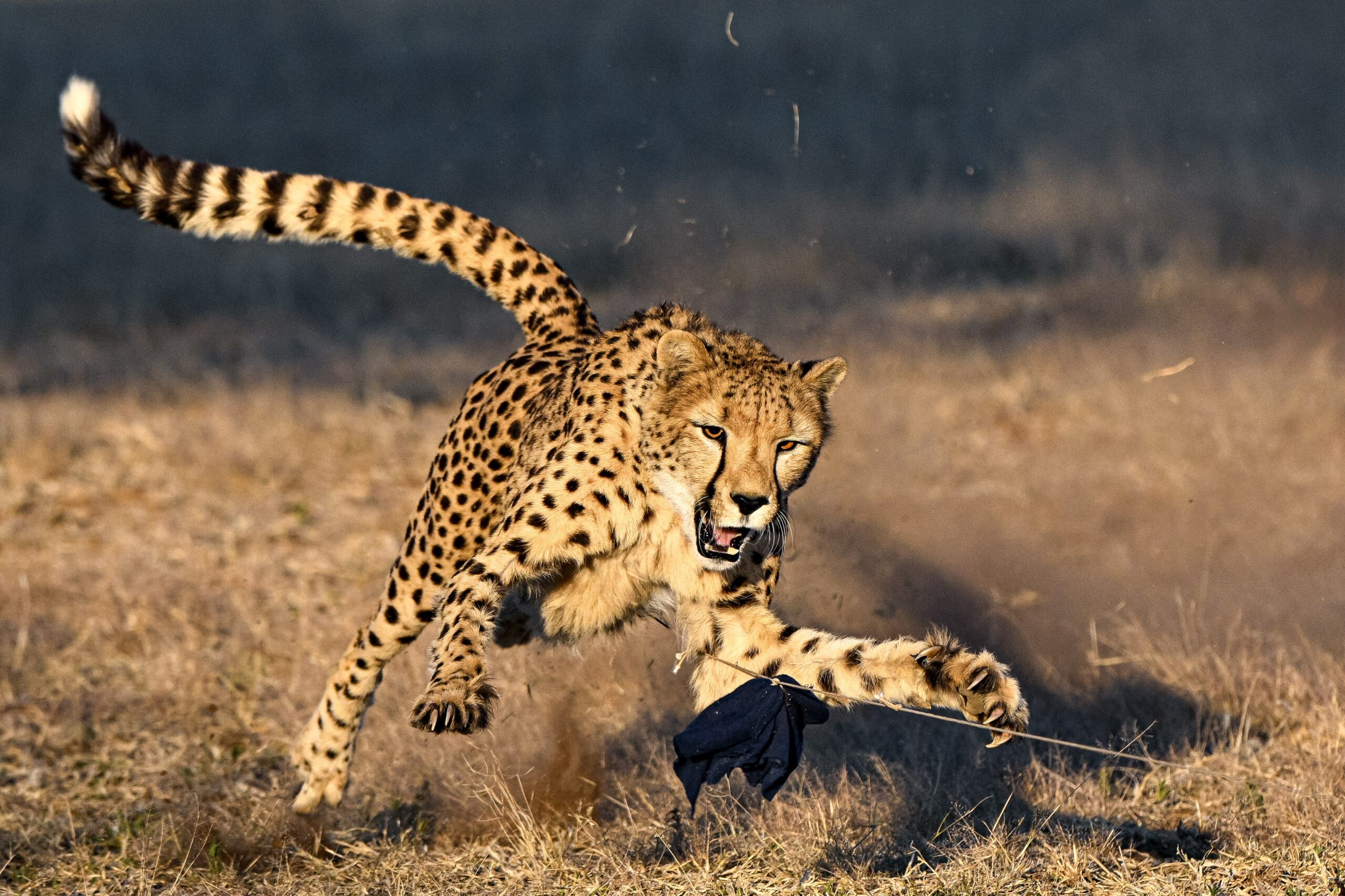 Cheetah catching a prey