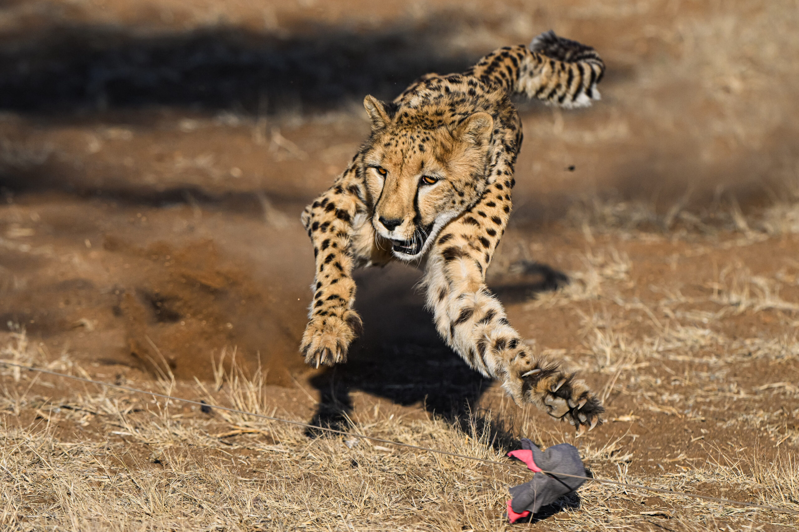 cheetah running