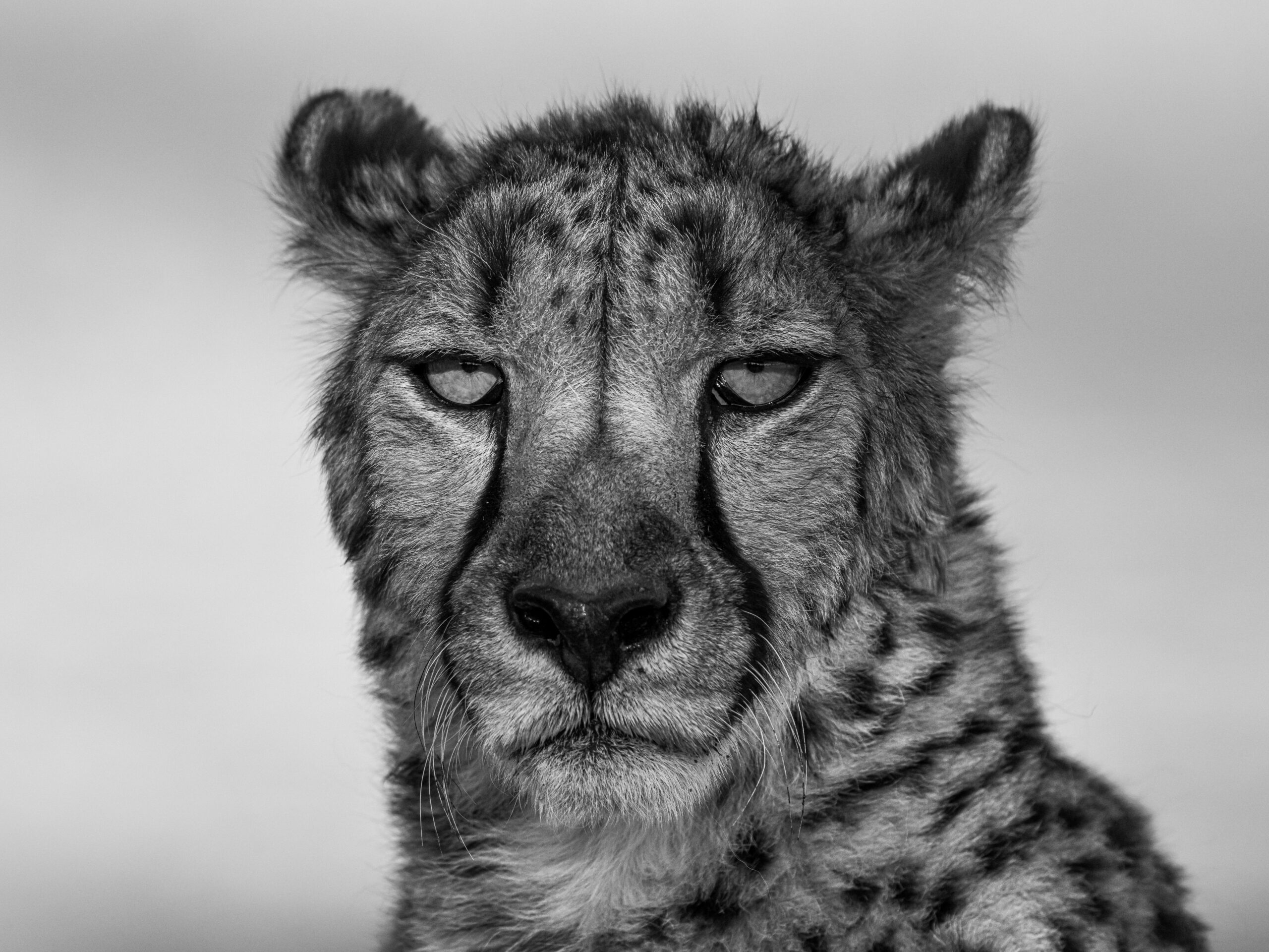 cheetah in namibia