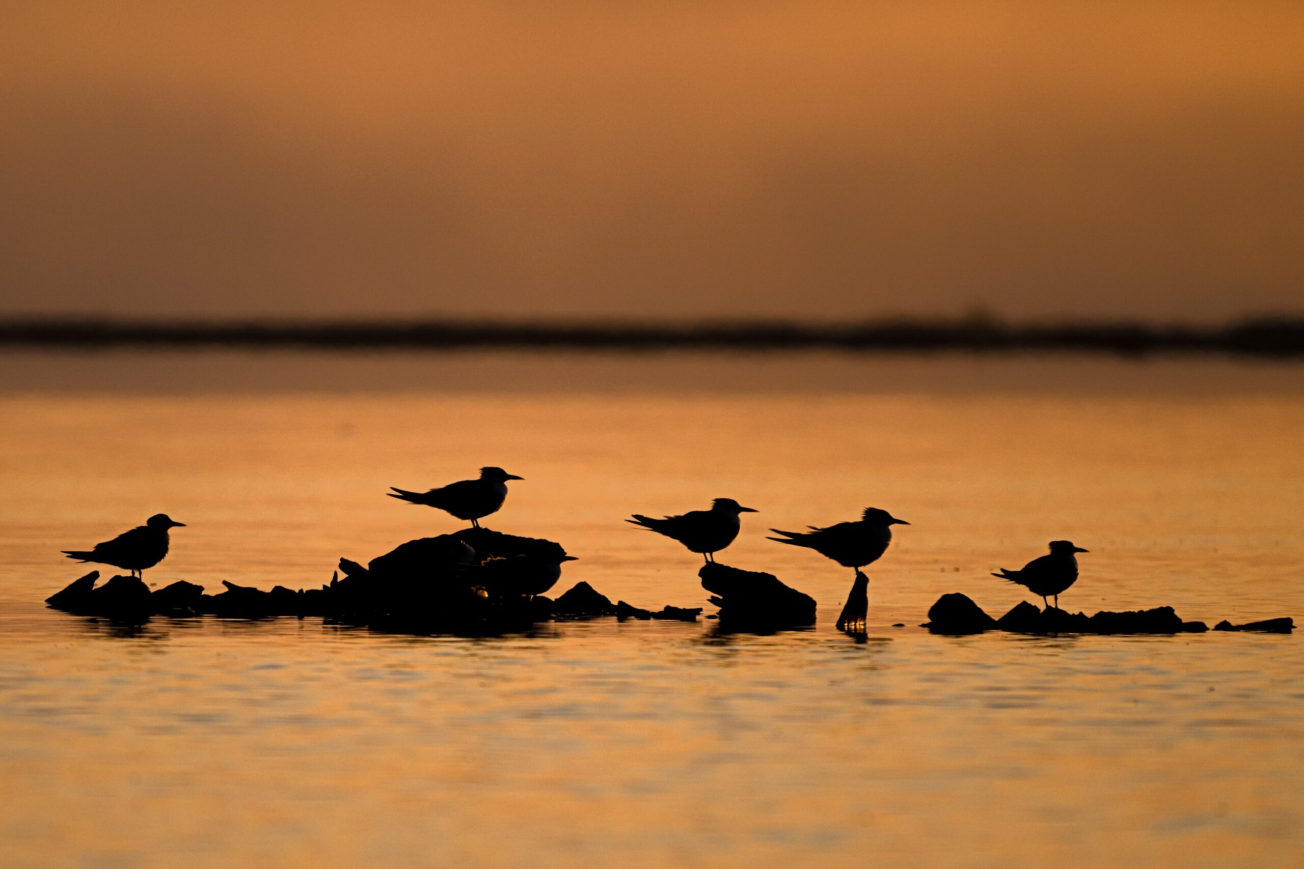 photos of bird in Namibia