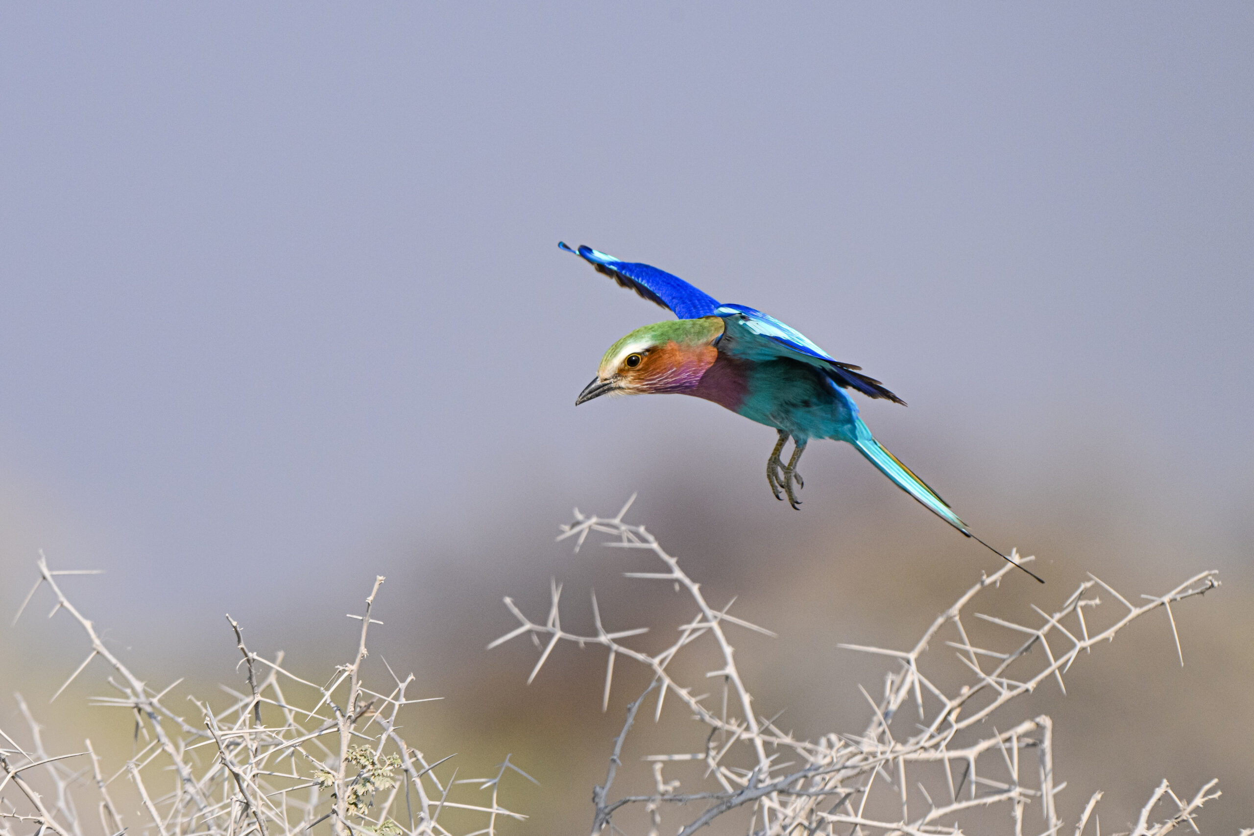 photos of bird in Namibia