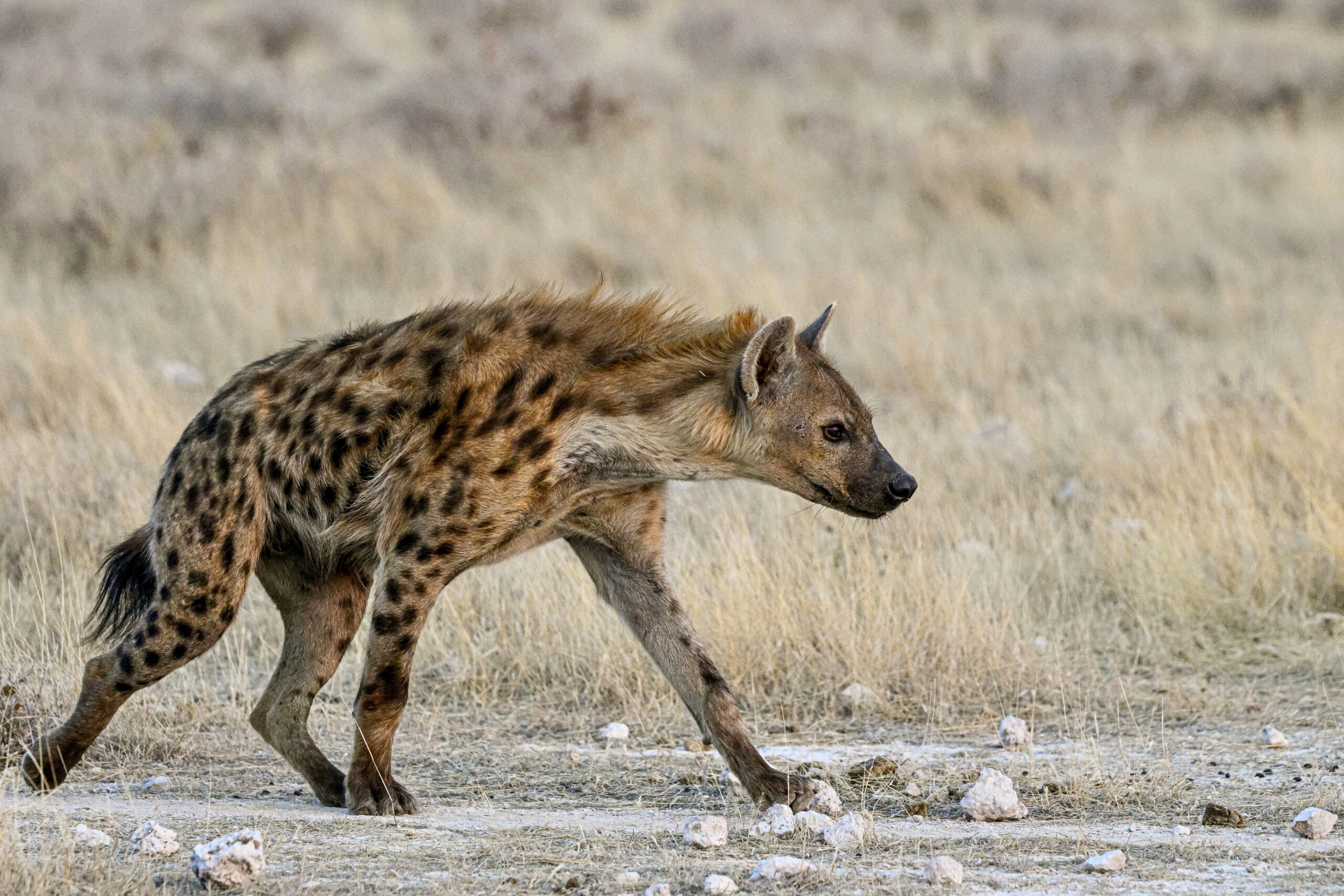 hyena in Namibia