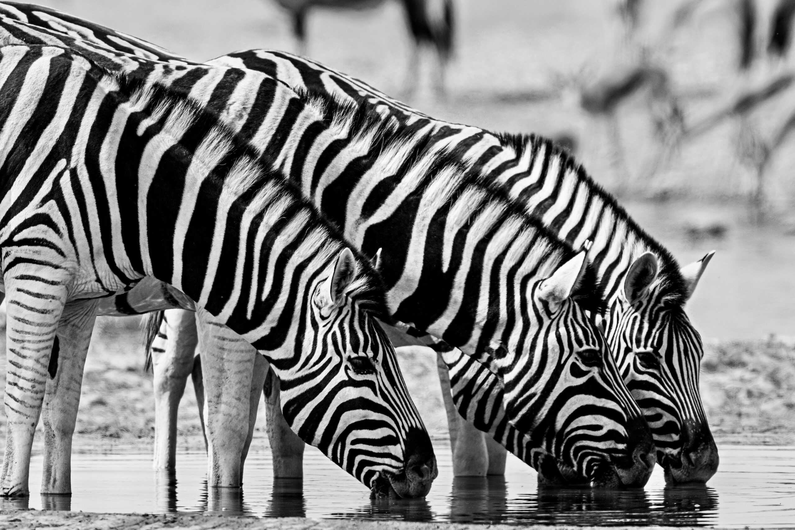 photos of zebras in Namibia