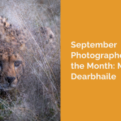 photographer takeover cover with a cheetah