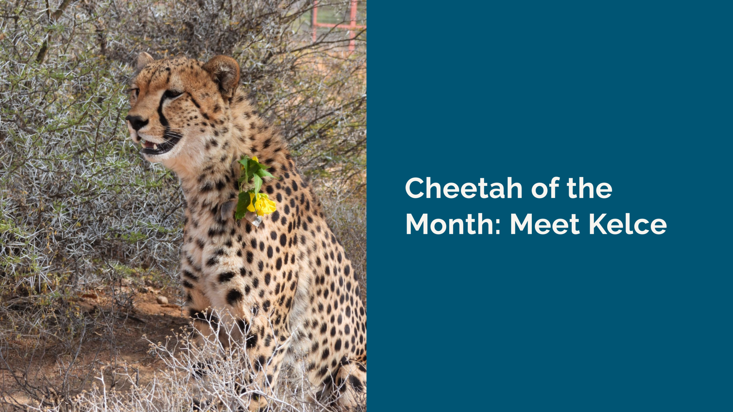 Cheetah of the Month: Meet Kelce