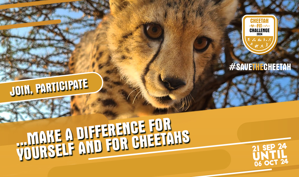cheetah outreach tour