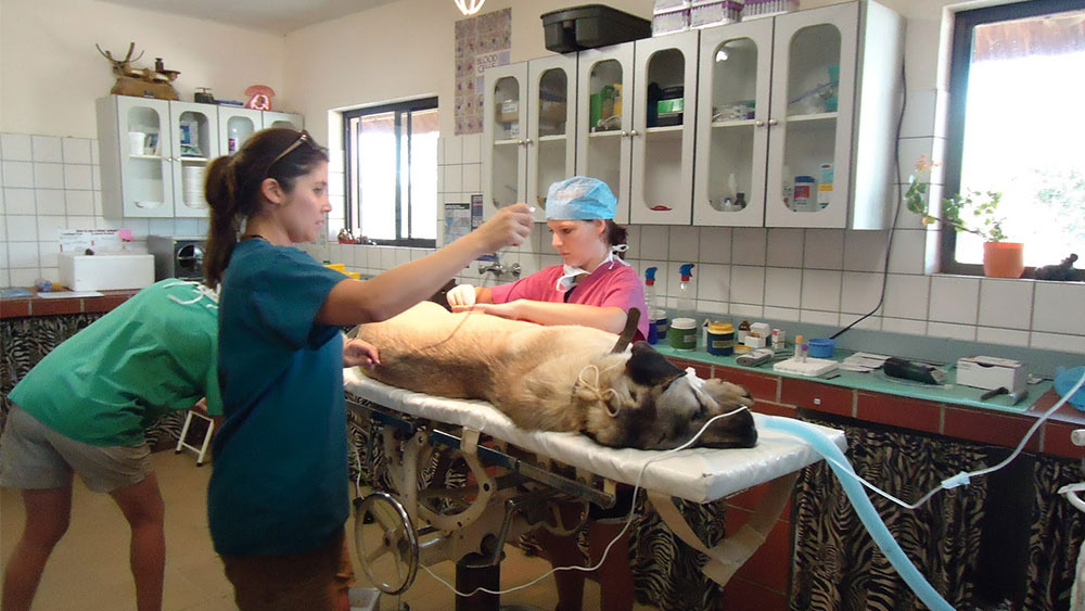 Emergency Dog Surgery For Firat + Filming For Hostel Life